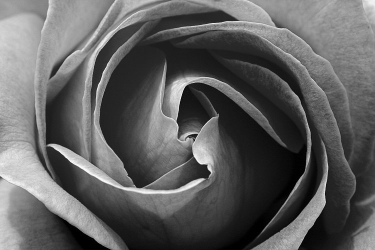 b and w rose